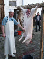 Sautanz235.jpg (27973 Byte)