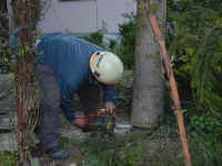 Maibaum-005.jpg (35119 Byte)