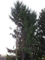 Maibaum-010.jpg (22943 Byte)