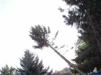 Maibaum-011.jpg (20817 Byte)