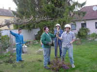 Maibaum-024.jpg (44417 Byte)