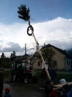 maibaum_aufstellen8.jpg (40232 Byte)