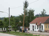maibaum_umschmeissen_2003_1.jpg (31853 Byte)