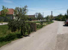 maibaum1_2002.jpg (63387 Byte)