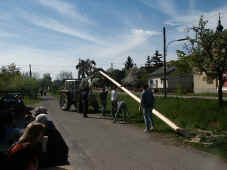 maibaum2_2002.jpg (57476 Byte)