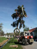 maibaum3_2002.jpg (41936 Byte)