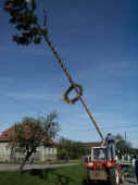 maibaum4_2002.jpg (30309 Byte)