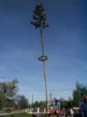 maibaum5_2002.jpg (41811 Byte)
